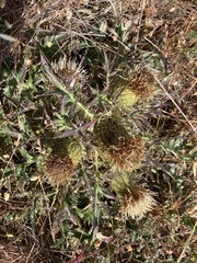 Cirsium quercetorum