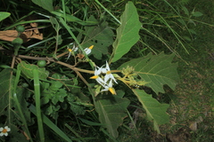Solanum stellatiglandulosum