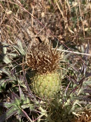 Cirsium quercetorum