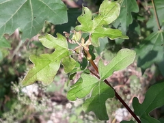 Magnoliopsida