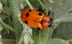 Tituboea sexmaculata