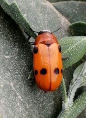 Tituboea sexmaculata