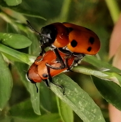 Tituboea sexmaculata