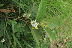 Solanum stellatiglandulosum
