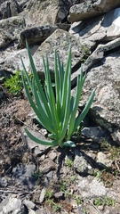 Allium altaicum