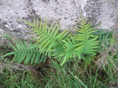 Pteris vittata
