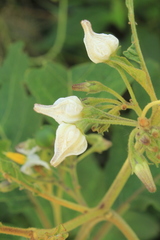 Solanum stellatiglandulosum