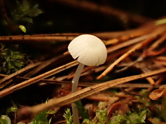 Mycena alphitophora