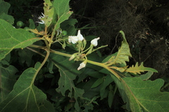 Solanum stellatiglandulosum