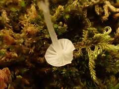 Mycena alphitophora