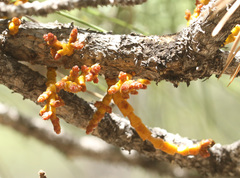 Arceuthobium vaginatum