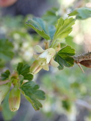 Ribes oxyacanthoides oxyacanthoides