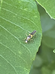 Trypherus frisoni
