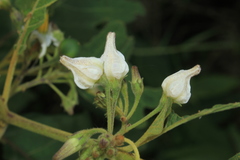 Solanum stellatiglandulosum