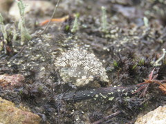 Paraphyllum antennatum