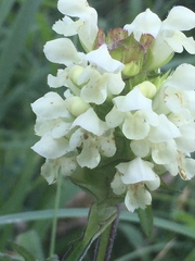 Prunella laciniata
