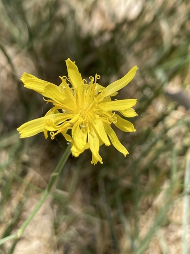 Smooth cat's ear (Hypochaeris glabra)