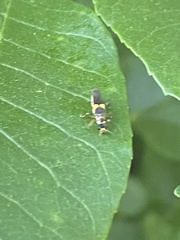 Trypherus frisoni