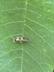 Trypherus frisoni