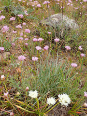 Allium lemmonii