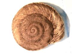 Oreohelix hemphilli