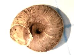 Oreohelix hemphilli