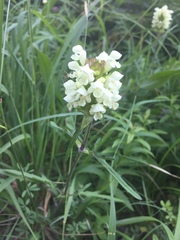 Prunella laciniata