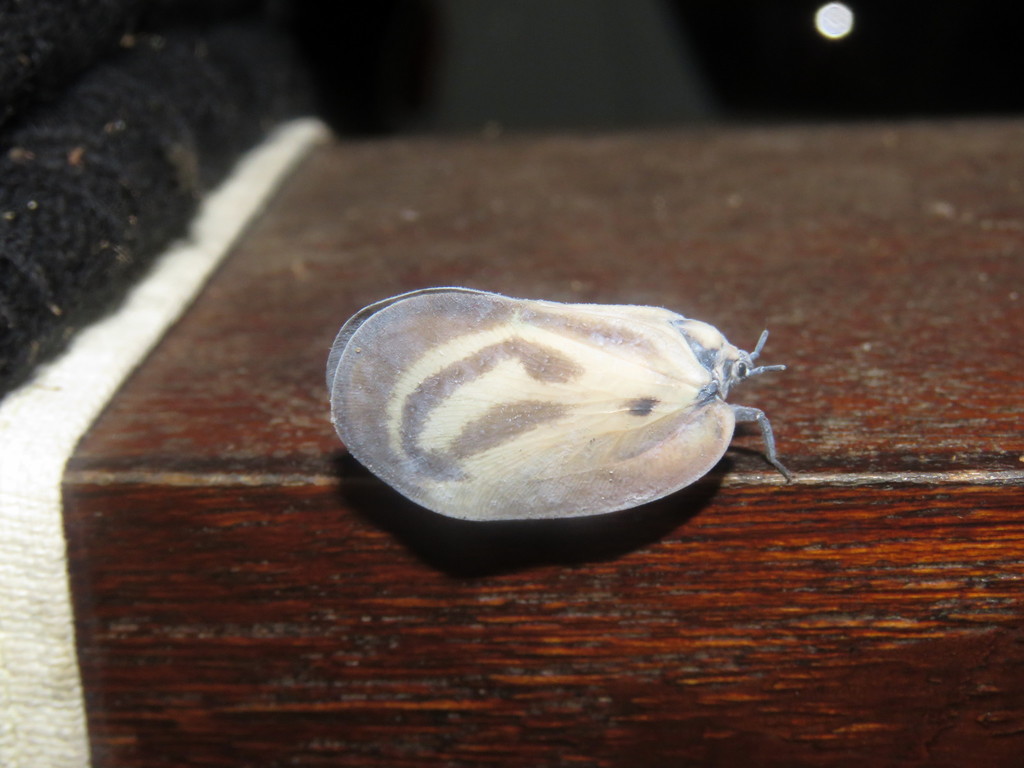 Flatida flocossa