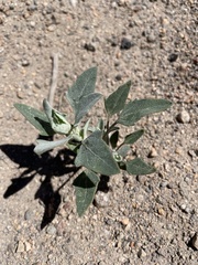 Datura wrightii