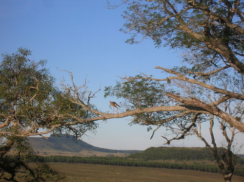 Cariama cristata