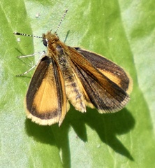 Ancyloxypha
