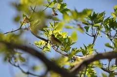 Vireonidae