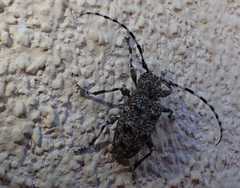 Aegomorphus clavipes