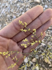 Eriogonum brachyanthum