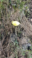 Papaver nudicaule