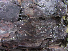 Propolis farinosa
