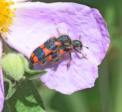 Trichodes punctatus