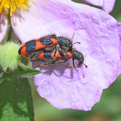 Trichodes punctatus