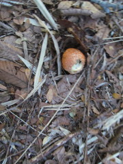 Amanita gayana