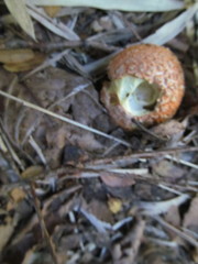 Amanita gayana