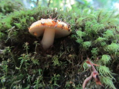 Amanita gayana