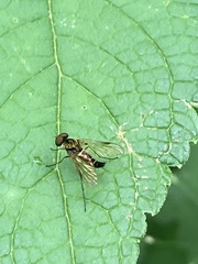 Chrysopilus fasciatus