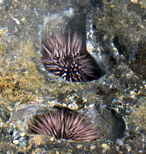 Indo-Pacific Rock-boring Urchin, photo 7 of 10