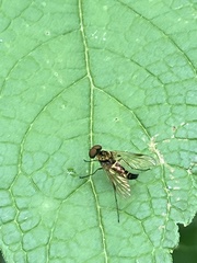 Chrysopilus fasciatus
