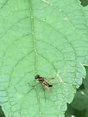 Chrysopilus fasciatus