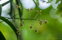Vanda lamellata