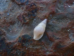 Mitrella semiconvexa