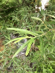 Salix eleagnos