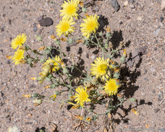 Malacothrix sonchoides