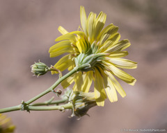 Malacothrix sonchoides